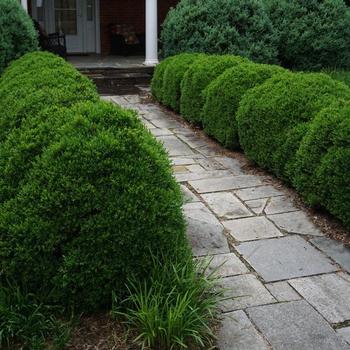 Buxus sempervirens 'Justin Brouwers' 