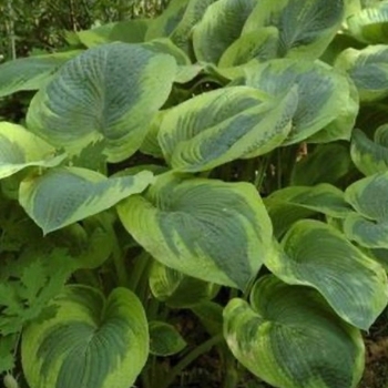 Hosta sieboldiana