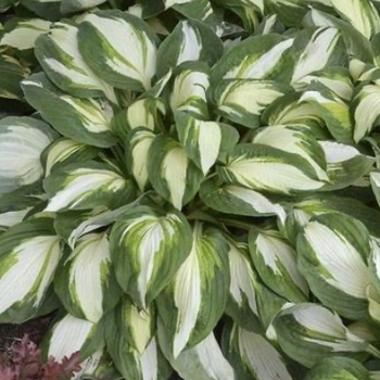 Hosta 'Vulcan' 