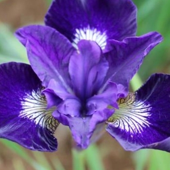 Iris sibirica 'Blue King' 