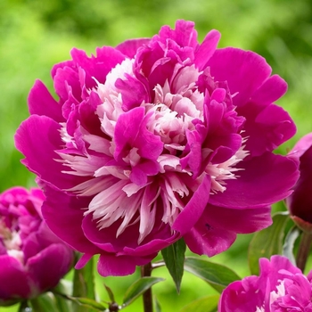Paeonia lactiflora 'Celebrity' 