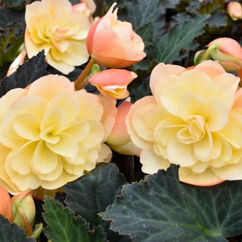 Begonia 'Fragrant Falls Peach' 