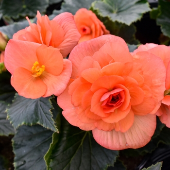 Begonia x hiemalis 'Salmon Coral' 