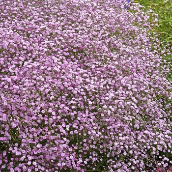 Gypsophila Paniculata (Baby's Breath) Pink