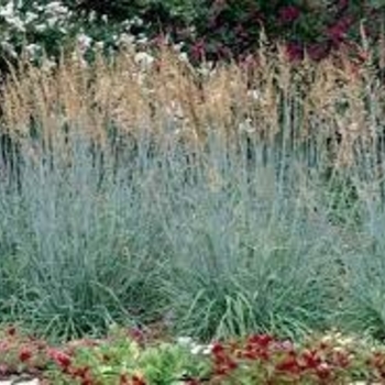 Sorghastrum nutans 'Sioux Blue' 