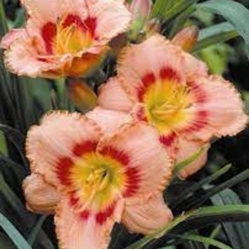 Hemerocallis 'Strawberry Candy' 