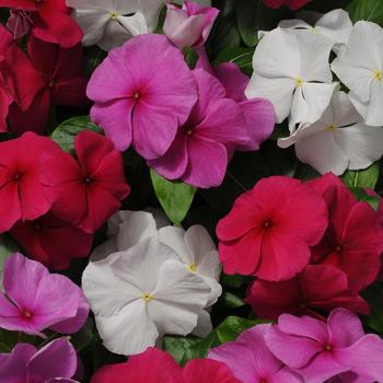 Catharanthus roseus