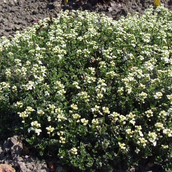 Arabis alpina caucasica 'Variegata' 