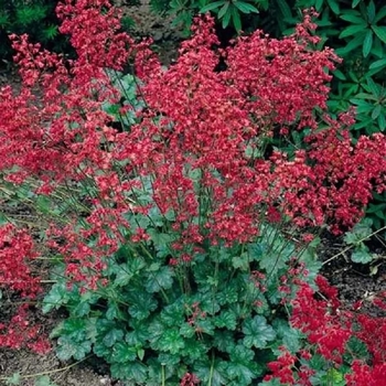 Heuchera micrantha 'Bressingham Hybrid' 