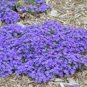 Phlox bifida