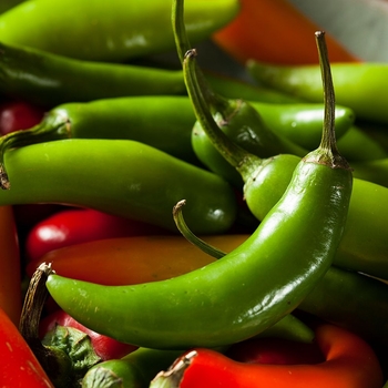 Capsicum annuum 'Serrano' 