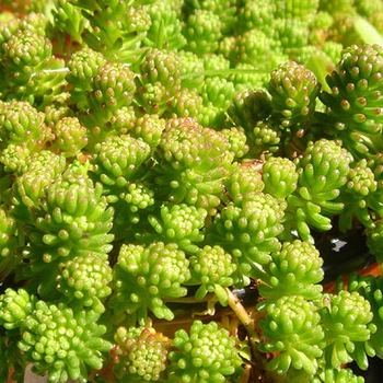 Sedum lydium