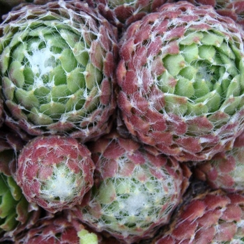 Sempervivum arachnoideum 'Red Cobweb' 