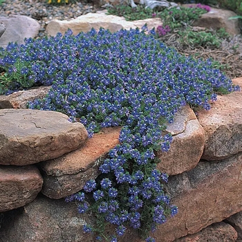 Veronica pectinata