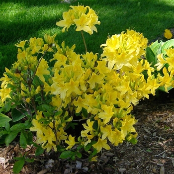 Rhododendron Northern Lights hybrid 'Lemon Lights' 