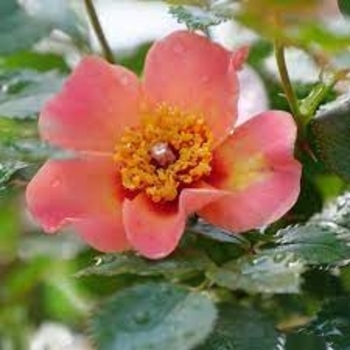 Rosa 'ChewEyesUp' 
