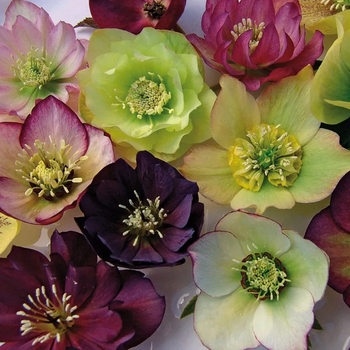 Helleborus orientalis 'Brandywine™' 