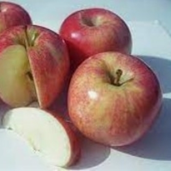 Malus domestica 'Gala' 