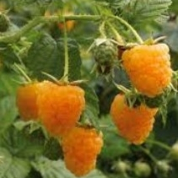 Rubus idaeus var. strigosus 'Fall Gold' 