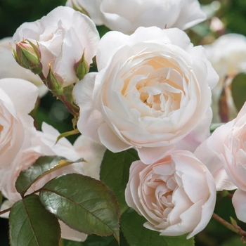 Rosa 'White Majesty™' 