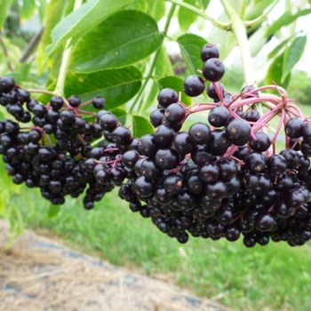 Sambucus canadensis 'John's' 