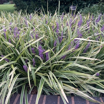 Liriope spicata 'Variegata' 