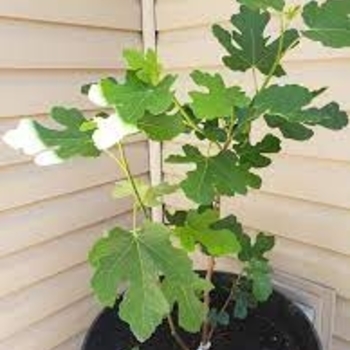 Ficus carica 'Chicago Hardy' 