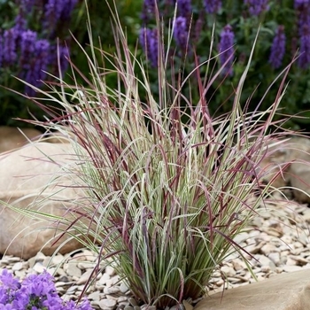 Schizachyrium scoparium 'Chameleon' 