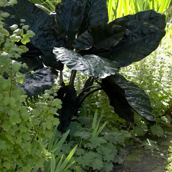 Alocasia plumbae 'Nigra' 