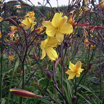 Hemerocallis 'Corky' 