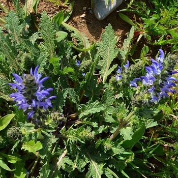 Salvia viridis 'Claryssa Mix' 