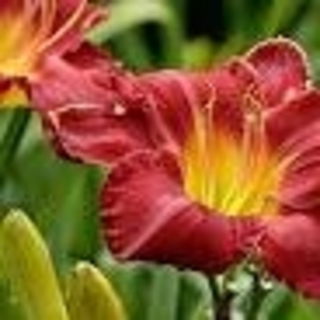 Hemerocallis 'Charles Johnston' 