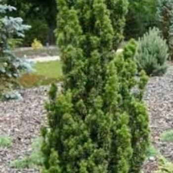 Taxus baccata 'Fastigiata Aurea' 