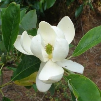 Magnolia virginiana var. australis 'Perry Paige' PP17814