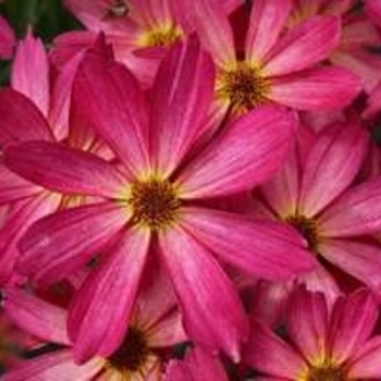 Coreopsis 'Limerock Dream' 