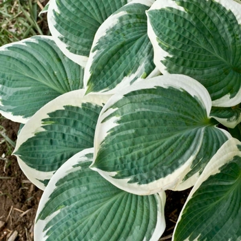 Hosta 'Barbara Ann' 