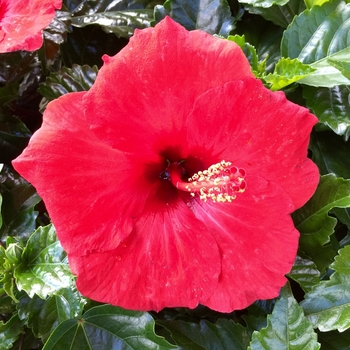 Hibiscus rosa-sinensis 'Tortuga Wind' 