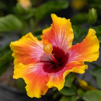 Hibiscus rosa sinensis 'Fiesta' 