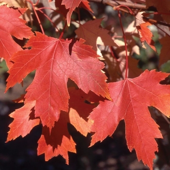 Acer x freemanii 'DTR-102' PP7655