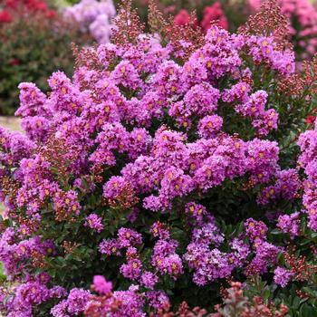 Lagerstroemia 'Bubble Tea' 