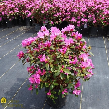 Rhododendron 'P.J.M. Elite' 