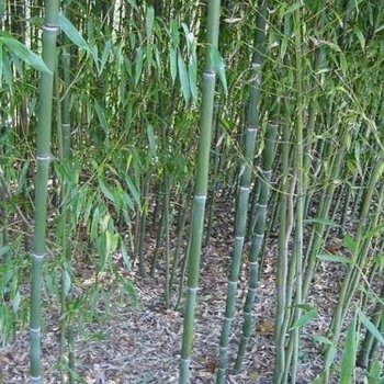 Phyllostachys nuda