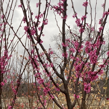 Cercis canadensis 'Tennessee Pink' 