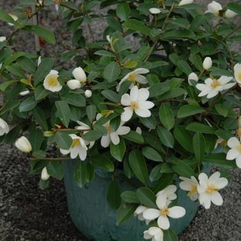 Michelia yunnanensis 'Free Spirit'