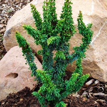 Chamaecyparis obtusa 'Chirimen' 