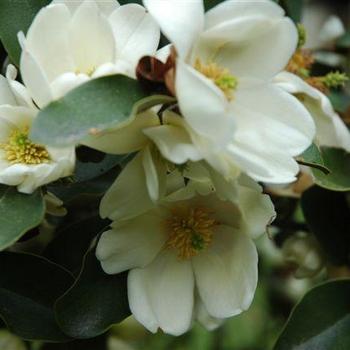 Michelia yunnanensis 'Warm Fuzzies' 