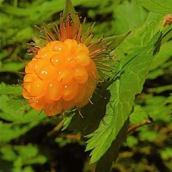 Rubus spectabilis