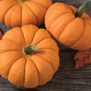 Cucurbita pepo 'Jack Be Little' 