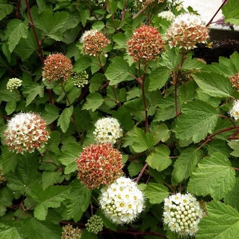 Physocarpus capitatus