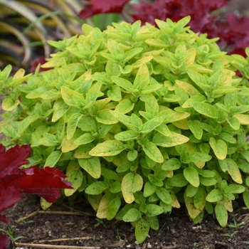 Origanum 'Gilt Trip' 